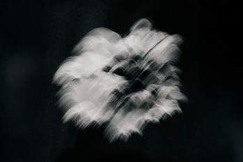 Mystic Heartsease Tee