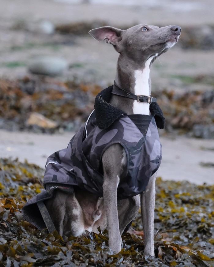 DRYROBE Dog Coat Hundemantel Schwarz Camo