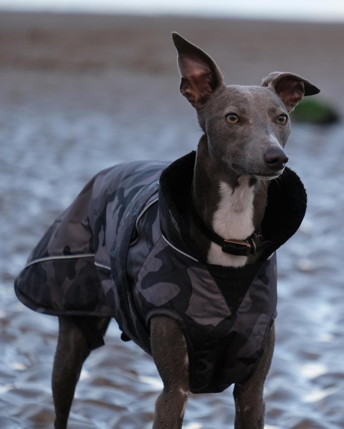 DRYROBE Dog Coat Hundemantel Schwarz Camo